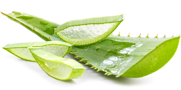 Luxury Wellness Aloe Vera is a great natural treatment solution maxdina wellnes treatments